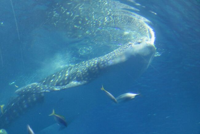 海洋博公園にある、沖縄美ら海(ちゅらうみ)水族館の紹介です。3匹のジンベエザメやナンヨウマンタへの餌遣りは、大迫力でした。別館のマナティー館も見学しました。