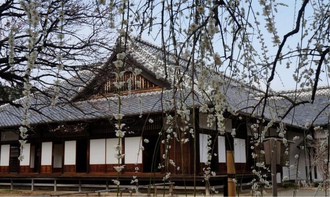 2016水戸の梅 後半 素敵な花景色いっぱいの弘道館