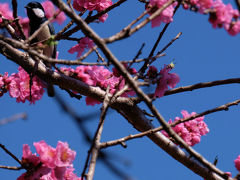 古河　桃まつり　「ようこそ日本一の花桃の里へ」　上