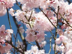 サクラの原種、エドヒガンが満開の花の文化園