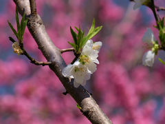 古河　桃まつり　「ようこそ日本一の花桃の里へ」　下