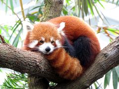 シンガポールＲｅｄ Ｐａｎｄａ紀行　Ｒｉｖｅｒ Ｓａｆａｒｉ　トランジットの合間に少しだけリバーサファリへ、寂しいＰｕｓｈｕｋａ君の１匹展示