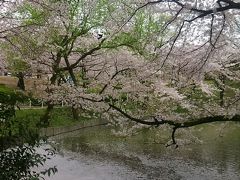 桜前線も早くも大池公園を通過中～6日を過ぎて再び来ると散り始めています