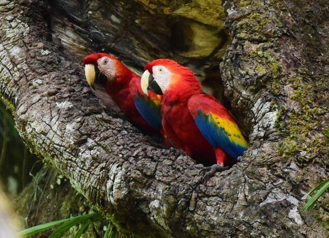 コンゴウインコ(Scarlet Macaw)は豪華な鳥で、赤に黄と青が巧みに配色されて目を奪う。体長も９０センチ近くある。コンゴウインコは中米から南米に分布する。しかし、確実に野生のコンゴウインコを見られる場所は多くない。コスタリカでは第一にコルコバード国立公園周辺、第ニにカラーラ(Carara)国立公園周辺とされている。コンゴウインコをぜひ見たいと思ったが、交通不便なコルコバード国立公園周辺は敬遠してカラーラ国立公園周辺に行くことにした。<br /><br />滞在したのはCerroロッジ。いかにも鳥屋の宿といった簡素な雰囲気であるが、遠く太平洋を望む眺望と空調が良かった。そしてなんと庭先にもコンゴウインコがやってきた。コンゴウインコには何度も遭遇した。寛いで野生のアーモンドの実を食べている姿が印象的だった。空を飛ぶ姿はさらに美しい。カラ-ラ国立公園周辺は野鳥が多く、いくつかの珍しい鳥も見た。中でもMotmot（ハチクイモドキ）がきれいだった。<br /><br />モンテベルデへの移動の途中にコンゴウインコ保護区に立ち寄った。コンゴウインコを繁殖して放鳥している施設である。ここではコンゴウインコばかりか絶滅が恐れられているGreat Green Macaw（ヒワコンゴウインコ）を屋外で見ることができた。