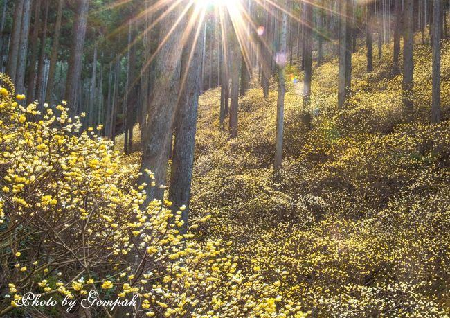 茨城県との県境の茂木町に焼森山という里山がある。その中腹に、春の訪れを待ちかねたように、一斉に黄色い花を咲かせるミツマタの群生地がある。静かな杉林の中に広がる薄黄色のじゅうたんを敷き詰めたように広がるミツマタの群生、杉木立から差し込む木漏れ日、小鳥のさえずり。まさに妖精が舞い降りてきそうな雰囲気に満ちている。そんな妖精たちに会いに出かけてきた。