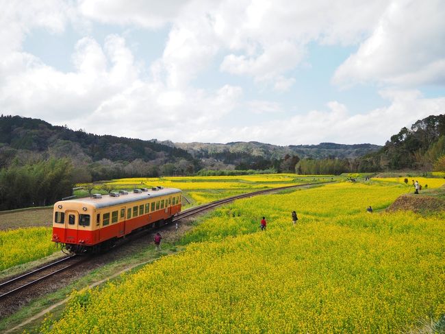 一面の菜の花畑をトコトコ走る小さな列車。<br />憧れていた景色に会いに行きました♪<br /><br />―――――― ここには、何もないがあります。<br /><br /><br /><br />■小湊鐡道<br />http://www.kominato.co.jp/<br />■いすみ鉄道<br />http://www.isumirail.co.jp/　　<br />■高速バス　品川〜大多喜路線<br />http://www.isumirail.co.jp/access/by_bus.html　<br /><br /><br /><br />