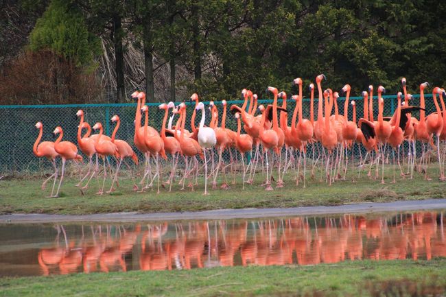 東北サファリパークは、レッサーパンダが目当てでしたので、当初、アトラクションは見なくてもいいと思っていました。<br />アトラクションに出演する動物は、サルとアシカとフラミンゴ。正直、たくさん動物園めぐりをしてきた今の私にとって、ことさら珍しいアトラクションとも思えなかったのです。<br />でもそれは、人間の言葉が通じず、それぞれの習性がある動物たちを訓練する大変さを軽く考えすぎした。<br />アトラクションの内容に盛り込まれたギャグは、やや滑っていましたけどね（苦笑）。<br /><br />実はアトラクションに足を運んだのは、サルのアトラクションが始まる10時半前、けっこうな小雨が降り続け、屋根のないレッサーパンダ展示場の前にいづらくなったせいもありました。<br />サルのアトラクションの次にはフラミンゴ、アシカが続き、全部で１時間半もかかるというので、はじめは躊躇していました。<br />でも、本日は、路線バスで帰るのをあきらめ、二本松駅までタクシーを利用し、閉園時間まで東北サファリパークにいることに決めていたので、時間はたっぷりありました。<br /><br />本日、午前中はあいにくの雨だったので、アトラクションの見学客は私を含めて10人程度しかいませんでした。<br />半分は大人なので、動物に芸を仕込む難しさが実感できないと、寒いギャグに苦笑いせざるをえないところがありました。<br />むしろあまりギャグを入れない方がしていいんじゃないかと思ったのですが、子供が多ければ、もっとウケたんだろうと思います。<br />わざと失敗するところも、どこからどこまでが筋書き通りなのかな、と思ったりしてしまいましたが、動物に注目すると、ほんとうによくトレーナーさんの言いつけを聞き、しっかり芸を覚えたものだと感心しました。<br />他の動物園で見たことがあるような芸であっても、一人一人のトレーナーが個々の動物とまずは信頼関係を築き、それから一つ一つ辛抱強く覚えさせることは、よくあることと片付けられるものではなく、並大抵ではないはずですから。<br /><br />それに、最近は動物園めぐりで時間がないときにはスルーしていたフラミンゴですが、フラミンゴ・ショーはとても美しかったです。<br />フラミンゴは仲間同士で集団でいる習性があるので、100羽近くのフラミンゴが２つや３つのグループに分かれること自体が、はじめはなんとも思わず見ていましたが、実はトレーニングの成果でした。<br />池を一斉に渡るときのフラミンゴは本当に美しかったです@<br /><br />＜東北レッサーパンダおっかけ＆温泉旅行・福島＆秋田（１）福島県二本松市・東北サファリパーク編の旅行記のシリーズ構成＞<br />□（１）前泊の岳温泉の温泉旅館ライフ：二本松駅とあただらの宿 扇やと福島みやげ物色<br />□（２）前泊の岳温泉散策とグルメ：空の庭自然レストランの安達太良カレーとあただらの宿 扇やの朝食<br />□（３）東北サファリパークのレッサーパンダ編：多摩動物公園からお婿に行ったライライと東北美パンダたち<br />□（４）東北サファリパークの檻の中の動物やアグレッシブな放し飼いエリアの草食動物たち<br />■（５）東北サファリパークのサル・フラミンゴ・アシカのアトラクション＆サファリパークいろいろ<br /><br />東北サファリパーク公式サイト<br />http://www.tohoku-safaripark.co.jp/<br /><br />＜タイムメモ（福島・東北サファリパーク編・詳細）＞<br />【2016年３月18日（金）】<br />15:00　東京駅始発やまびこ143号仙台行きに乗車（自由席）<br />16:18　郡山駅到着<br />16:45　郡山駅発JR東北本線福島行きに乗換え<br />17:07　二本松駅到着<br />17:27　二本松駅入口停留所から原瀬経由岳温泉行きバスに乗車（500円）<br />17:55　終点の岳温泉停留所に到着<br />18:00頃　あただらの宿 扇やにチェクイン<br /><br />【2016年３月19日（土）】<br />06:00　起床<br />06:10-06:30　朝風呂<br />07:30-07:55　旅館の朝食<br />08:15　チェックアウト<br />08:35　旅館の送迎で東北サファリパーク到着<br />（開園は通常期の08:00）<br />08:40-09:45　レッサーパンダ<br />09:45-10:00　ホワイトパークのその他の動物<br />10:00-10:20　雨が強くなってきたので売店で休憩<br />10:30-10:50　サル劇場アトラクション<br />11:00-11:15　フラミンゴショー<br />11:20-11:40　アシカショー<br />11:50-12:20　レッサーパンダ（＋飼育員さんとおしゃべり）<br />12:25-13:00　ソースかつ丼ランチ休憩<br />13:15-14:25　レッサーパンダ<br />（13:15頃　ロンロン登場〜１時間程度の展示）<br />14:30-15:05　代行車で放し飼いエリアへ<br />15:10-15:30　休憩<br />15:40-15:55　ふれあい広場<br />16:00-16:10　恐竜館<br />16:15-16:35　爬虫類館（別料金500円）<br />16:40-16:50　レッサーパンダ<br />16:55　東北サファリパークを出る<br />（閉園は通常期の17:00）<br />16:55　タクシーで二本松駅へ<br />17:10　二本松駅に到着へ（3,480円）<br />17:37　二本松駅発JR東北本線に乗車<br />18:02　福島駅着<br />18:18　やまびこ147号仙台行きに乗車<br />（予約してあった19:10発をみどりの窓口で変更）<br />18:42　仙台駅着<br />18:54　仙台発こまち29号に乗車<br />（予約してあった19:54発を変更）（夕食は駅弁）<br />21:06　秋田駅着<br /><br />※これまでの動物旅行記の目次を作成済。随時更新中。<br />「動物／動物園と水族館の旅行記〜レッサーパンダ大好き〜　目次」<br />http://4travel.jp/travelogue/10744070<br />