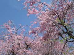 2016小手指のしだれ桜・ポトマック桜 開花情報 （最終回）Sakura News of my town Kotesashi/Tokorozawa