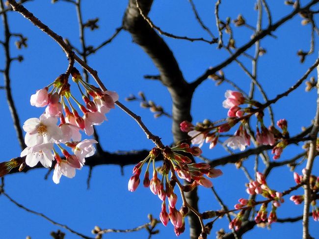 靖国神社の桜の標本木と北の丸公園のムラサキハナナ