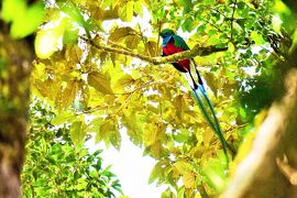 モンテベルデのケツァール：　コスタリカで色鮮やかな鳥を探して（３）
