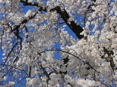 桜sakura旅Part１　豊田市内と名古屋市を歩いて♪　
