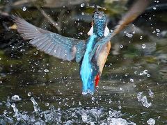 野鳥撮影記録（2016年3月ーその７)　近所