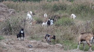 ベトナムは毎日どんより曇ってた　その８　山羊の島を一巡り（前編）