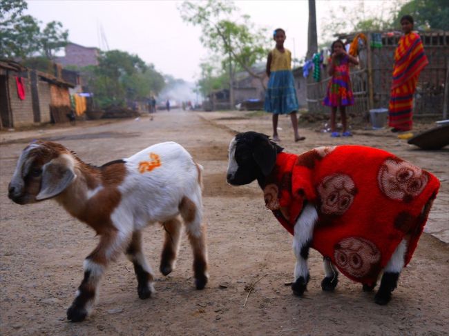 インド北東部と中部の旅５●マルダタウンでベンガルの田舎を満喫