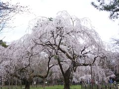 春の京都　ぶらり旅