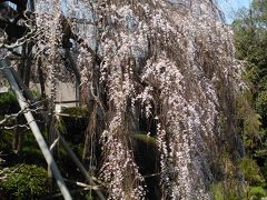 2016　若樫の百滝桜