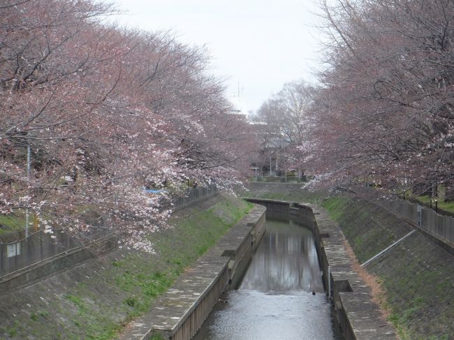 善福寺川緑地に桜を観に行ってきました。