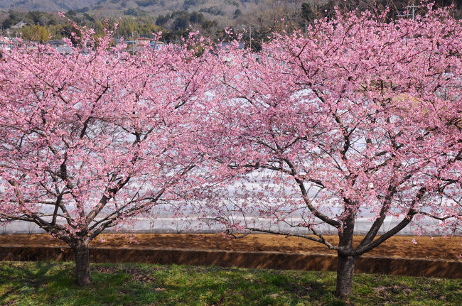 ２月最後の週末、静岡のふるさと割が残っていたので、ふらりと早春の修善寺へ。<br /><br />土曜日と言うことで、安く泊まれる宿は少なく、選んだのはワイナリーが経営するホテル。<br />期待はしていなかったが、肝心の温泉に裏切られがっかり。<br />でも、歩いた修善寺の街は思いのほか良かったし、翌日訪れた駒の湯も面白かった。