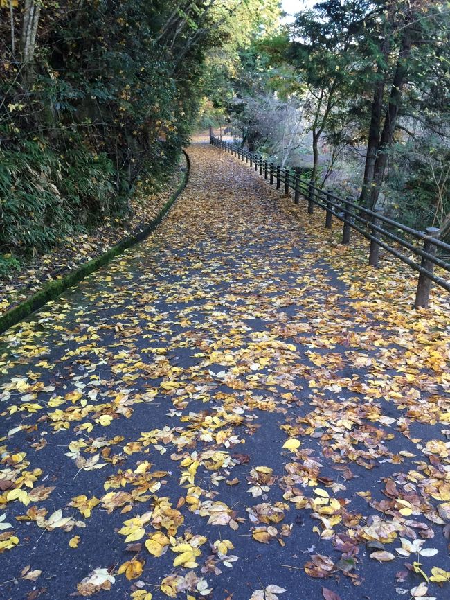 瀬戸の奥にある岩屋堂も紅葉の人気スポットです。