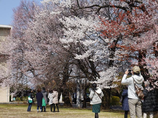 某経済新聞社のなんでもランキング『大学の「さくら咲く」名所を歩いてみたい』において、東日本１位になった跡見学園女子大学新座キャンパスを訪れてみた。<br /><br />跡見学園女子大学新座キャンパスには、ソメイヨシノをはじめ、ヤマザクラ、サトザクラ等が植樹されており、全部で45種、189本の桜があります。中には緑の桜や秋に開花するものもありますので、｢構内サクラガイド」を片手に散策するのも楽しいですね。桜が舞う春のキャンパスは、一般の方にも公開しています。(説明文より)<br />なお、この日はオープンキャンパスも開催されていた。<br /><br />
