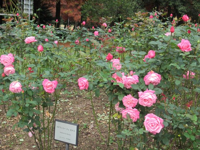 家から近くの庄内緑地公園へバラを見に行ってきました。