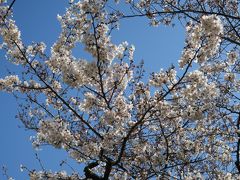 待ちきれずにお花見♪