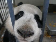 ついにパンダ捕獲 念願のパンダ抱っこ 中国保護大熊猫研究中心 都江堰基地 熊猫楽園 パンダ基地 四川省 中国 の旅行記 ブログ By スイカさん フォートラベル