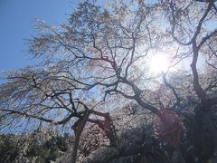 Petit Day Trip --さくらの季節がやってきました ～岡崎・奥山田のしだれ桜～ --