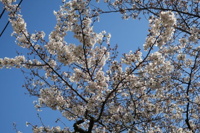 桜の開花宣言後の寒の戻り、、、今週末は桜の見頃かと勝手にお花見日和と決めていたこの週末。<br />待ちきれずに予定通り、お花見と称して散歩ウォーキングをして来ました。<br /><br />JR高田馬場駅から、神田川沿いに江戸川橋〜目白通り沿いに目白駅まで、2時間程歩きました。<br />