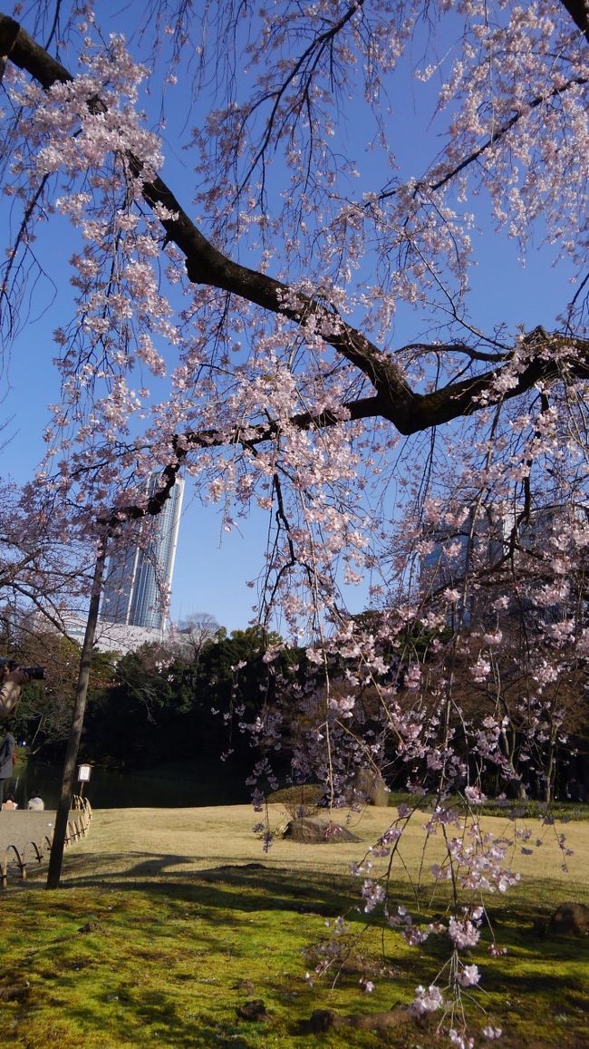 桜が咲いた週末、東京都内の庭園を巡り、シェラトン都東京に一泊してきました。<br />期末でバタバタした身体を休める都内での一泊小旅行、その記録です。