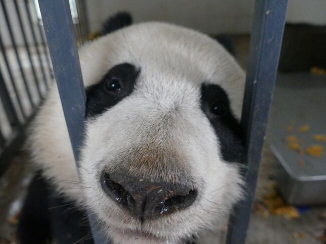 念願！パンダボランティア！(中国保護大熊猫研究中心 都江堰基地「熊猫楽園」パンダ基地)  　ついでにＵＦＯ写真撮影