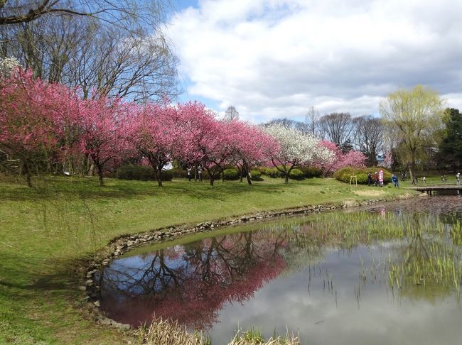 桜の開花状況が気になるものの、まだお花見には早かったので、ちょうど満開の桃を見に行くことにしました。<br />古河総合公園に1500本もある花桃はまさに花盛り、平日だというのに沢山の方がいらっしゃっていました。とはいえ混雑しているというほどではなく、広く素敵な公園でのんびり楽しむことができました。