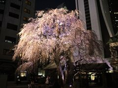 新宿常圓寺のライトアップされた枝垂れ桜