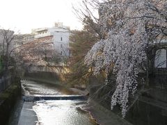 高田馬場の桜はまだ？