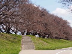 京都八幡　背割り堤の桜を求めて弾丸日帰り