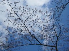 ぷらり散歩　in湯島～上野　～桜はまだ咲いてませんでした。