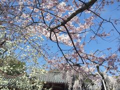 奈良氷室神社　桜