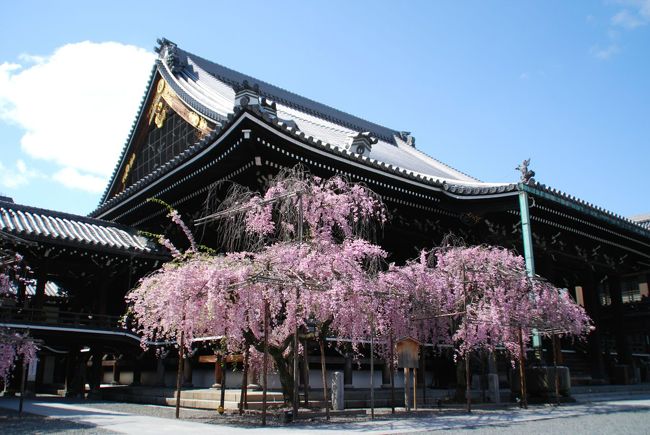 ひとりお花見部2015②　花まつりは京都でお花見　ー佛光寺～壇王法林寺～インクライン～岡崎疎水ライトアップ～お数家いしかわ篇