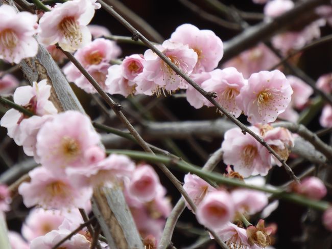 2月24日、湯島天神へ行きました♪<br />あいにくの寒い曇り空。<br />湯島天神は学問の神様として有名。<br />境内には受験生がいっぱい。<br />梅は見ごろを迎え、<br />白やピンクの花を咲かせて雅な雰囲気。<br />定番の梅のほかに、<br />枝垂れ梅、盆栽の梅などもあり、<br />目を楽しませてくれる。<br />その日は結婚式が行われていて<br />白無垢の花嫁が梅の下を歩いていく。<br />居合わせた外国観光客は一斉にカメラを向ける。<br />猿回しも行われ、賑やかな雰囲気。<br />ゆったりと梅を楽しめました♪