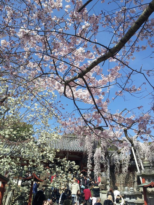 奈良氷室神社　桜
