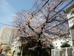 東京散歩♪ vol.33 恵比寿・・・桜・桜・桜・・・♪