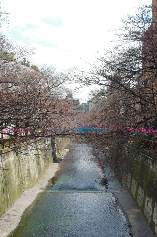 目黒川が近所なので、桜の偵察に出掛けてみた。<br />最近寒くなってしまったので、まだ咲いてはいないとは思ってましたが、本当に全然咲いてませんでした。<br />皆さんご注意を。