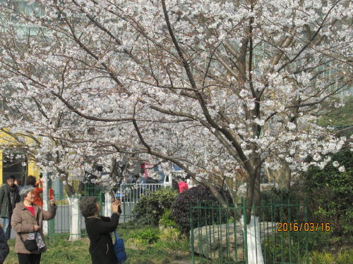 魯迅公園へ桜を見に来ました。２年前の改装で日本桜を植えましたがまだまだ小さな若木です。中国には従来「海棠」が多く植えられていました。原産国中国で日本へは室町時代に入って来たそうです。色はピンクか赤で日本桜の薄いピンクと違います。長い柄のある紅色の花を数個ずつ下向きに咲かせるので良く見ると見分けられます。上海では３月上旬に２０度を超す暖かい日が続き桜の花も蕾が膨らみ開花が始まりました。１０日から１５日まで寒い冬日が続き桜も一休み。１６日は２０度近くまで気温が上がり桜も満開となりました。上海人も日本桜が好きで多くの人がカメラ片手に魯迅公園に集まりました。