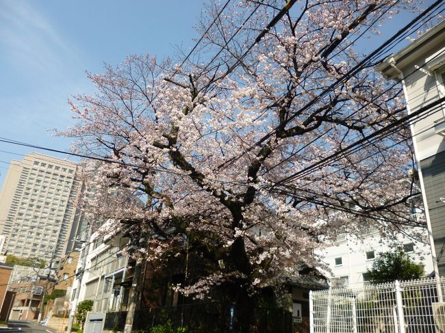 春、春、春、今年も桜の季節が到来〜♪<br /><br />桜を愛で、自然とウキウキする季節でもあります。<br /><br />今年も恵比寿ガーデンプレイス近くの桜・渋谷区の保存樹木を観察したいと思います^^<br /><br />お付き合いいただければ嬉しいです♪