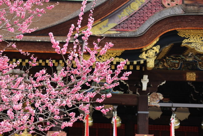 3月7日から3日間、所属している歴史文化のＮＰＯのメンバーとともに、京都の梅の名所を回ってきました。<br /><br />1日目は昼頃京都に着いた後、暑いくらいの気候の中、嵯峨野の散策と二条城を見学。<br /><br />2日目も暖かい日差しの中、北野天満宮と金閣寺、東寺を参拝。<br /><br />3日目は肌寒く、本降りの雨の中、詩仙堂を参拝し、夜、帰京しました。<br /><br />季節の変わり目のこの時期、春の到来を告げてくれる白梅、紅梅の美しさを堪能してきました。