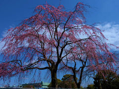 ２０１６　春　横浜散歩　下　山下公園の桜と懐かしのヨットハーバー