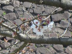 2016年春 皇居で花見