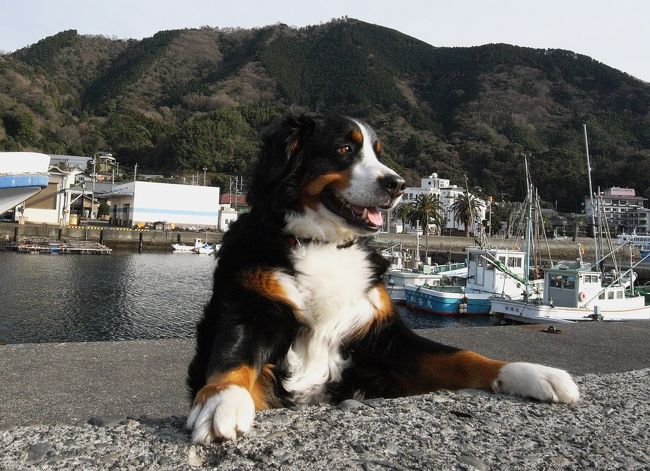 大型犬との旅を続けているが、先月クルマを新しく・・・と言っても中古車なのだが・・・したら、野暮用が発生して、なかなか出掛けられないでいた。<br /><br />なんとかして何処かに行かないと、犬も私も納得いかん状態。<br />試乗して、不都合な点は改良しなきゃならないし。<br /><br />で、とりあえず北に向かうことにした。<br />伊豆から信州方面に向かうには、富士山が邪魔。<br />富士山の西側を回るか東側を行くかは、その日の気分。<br /><br />今回は第2東名清水ICから国道52号線に降りて、とりあえずは白州まで行ってから、その先は考えよう。<br />バーニーはスイス原産のマウンテンドッグ・・・雪があれば喜ぶが、ノーマルタイヤなので無理は出来ない。