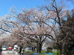 第７回・福岡城さくらまつりがスタートしました(*^-^*)