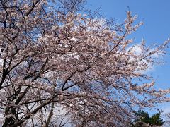 2016 お花見散歩 ☆大田・目黒